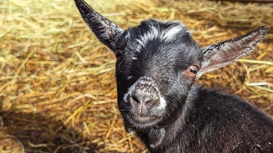A one-eyed goat looking cute in the sunshine at Country Bee Honey Farms at our 2024 version of this Goes. (Sarah Taylor, AutismBC)
